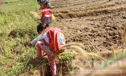 thung lung, sam dang, sam ngoc linh, nui ngoc linh, kon tum, deo mang roi