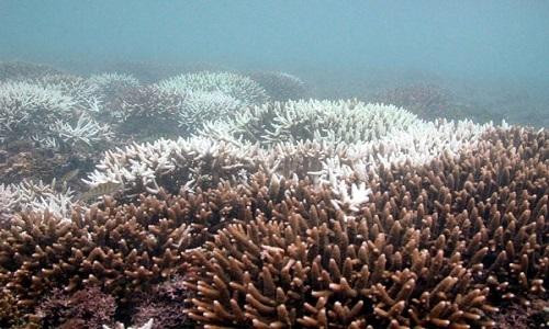 Rạn san hô lớn nhất thế giới Great Barrier Reef cũng đối mặt với hiện tượng tẩy trắng.