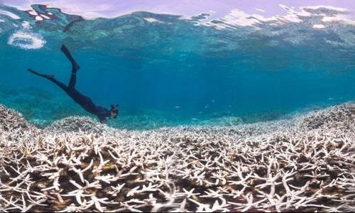 Các rạn san hô bị tẩy trắng do nhiệt độ tăng. 