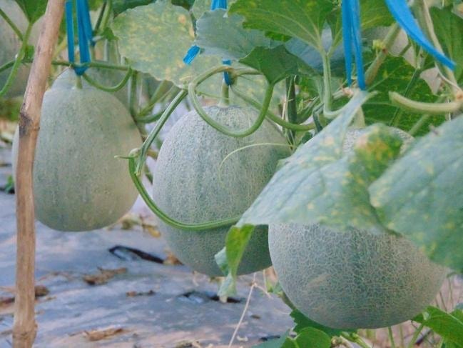 Chuyện khởi nghiệp của 'soái ca' dưa lưới ở An Giang 