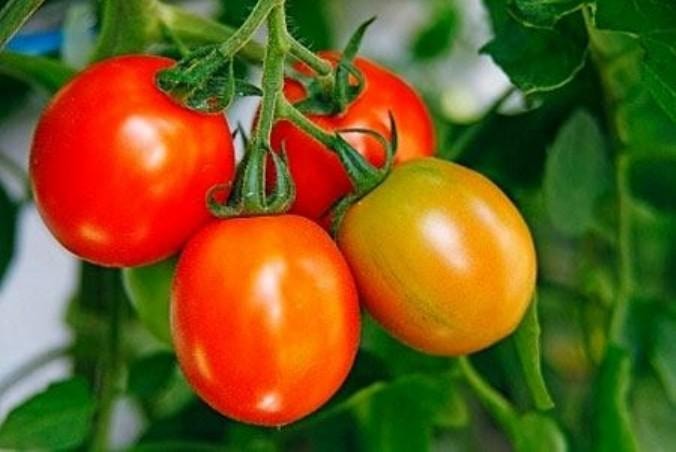 Cách hay giúp các bà nội trợ nhận biết rau an toàn 
