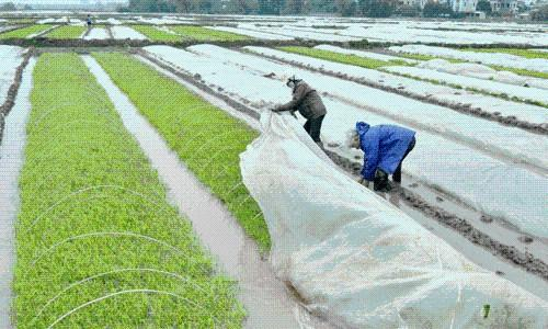 Miền Bắc rét nàng bân, xuống dưới 15 độ C 