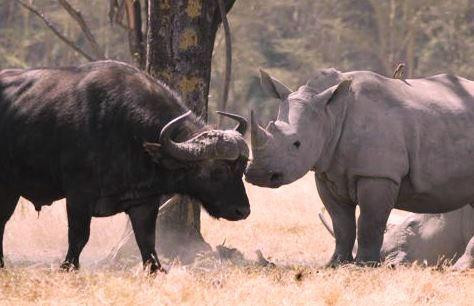 Cuộc đụng độ kinh hoàng giữa tê giác và trâu rừng