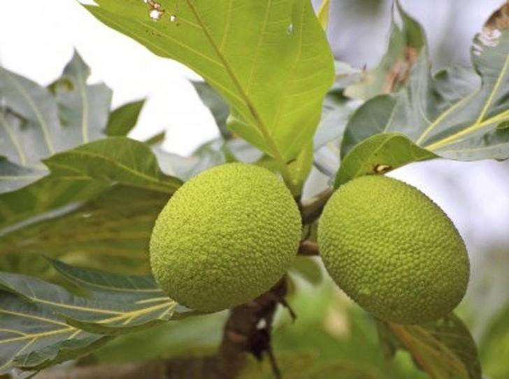 Quả sa kê, thực phẩm vàng của sức khỏe