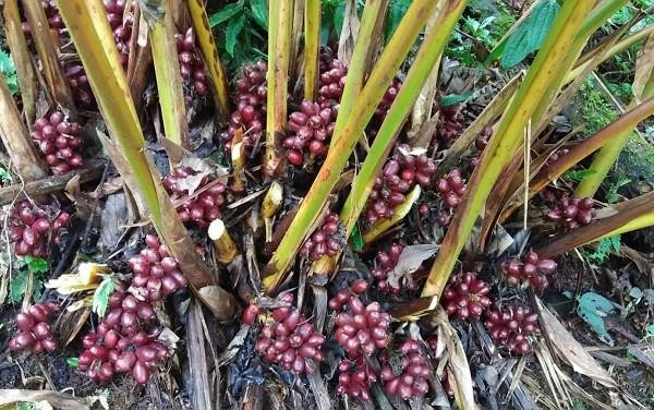 Cây thảo quả Vị Xuyên, nguồn dược liệu 'xóa đói giảm nghèo' của người vùng cao 