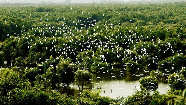 Tiếng chim hót trong rừng xanh – Kho tài nguyên vô giá ở rừng tràm Trà Sư 