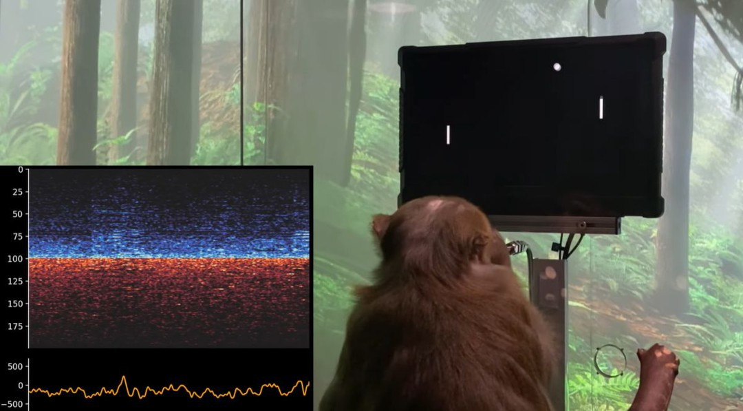Hoạt động não của chú khỉ Pager được theo dõi trong lúc chơi game /// Ảnh chụp màn hình YouTube