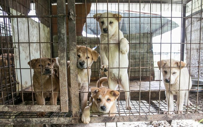 Hội An - nơi đầu tiên ở Việt Nam nói 'không' với nạn buôn bán thịt chó, mèo 