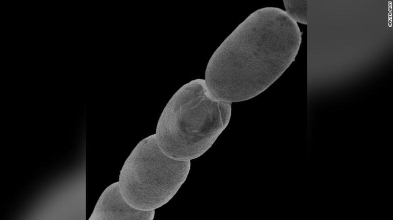 Phát hiện ra loại vi khuẩn lớn nhất thế giới có kích thước bằng lông mi con người