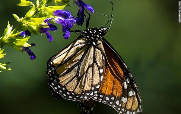 220805085214-05-butterflies-bees-pollinators-climate-change-exlarge-169.jpg
