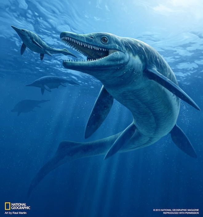08_ichthyosaurus-2-final.jpg