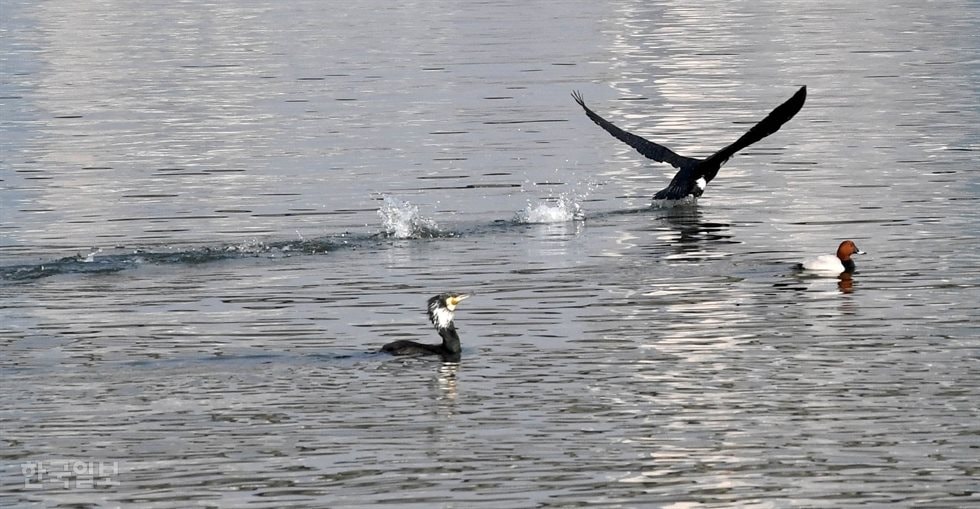 south-korea-ramsar-wetland-2.jpg