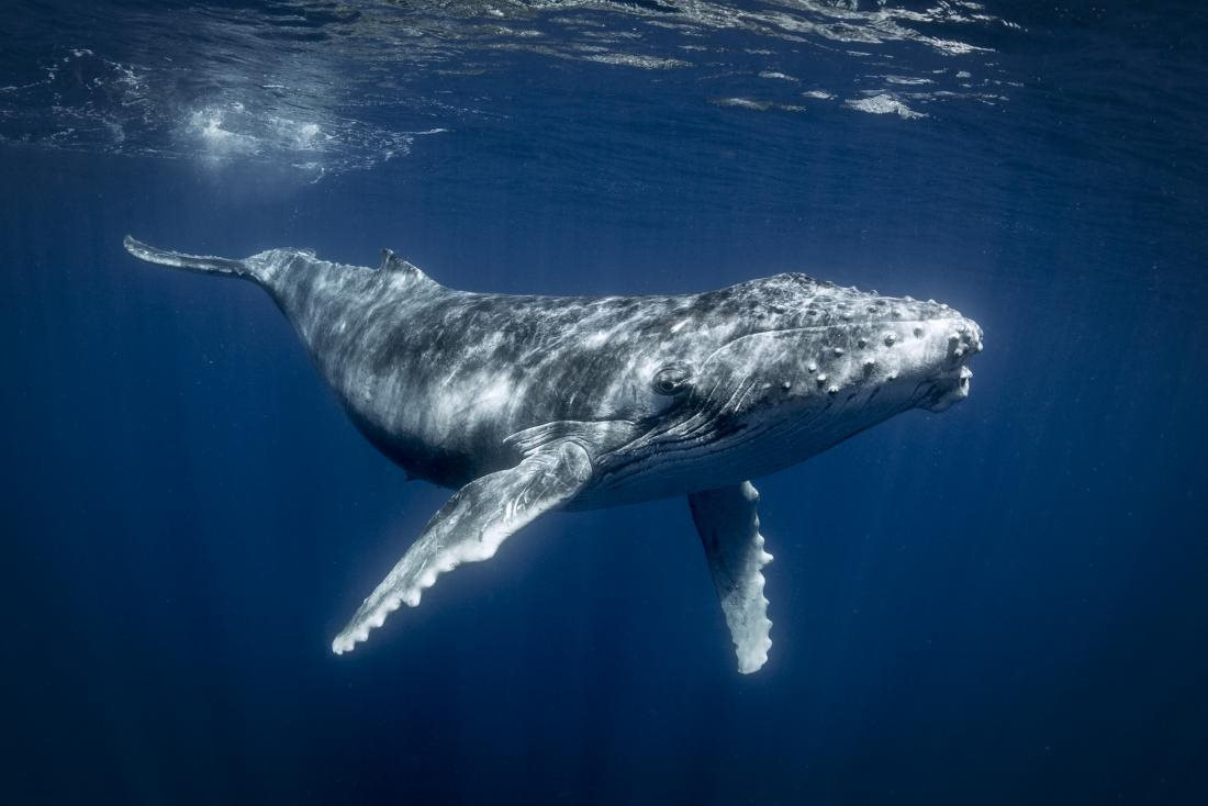 photograph-of-humpback-whale.jpg