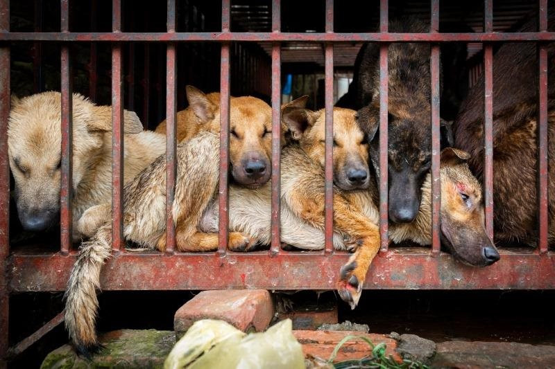 Nói không với thịt chó: Đừng thấy khó mà không làm! 
