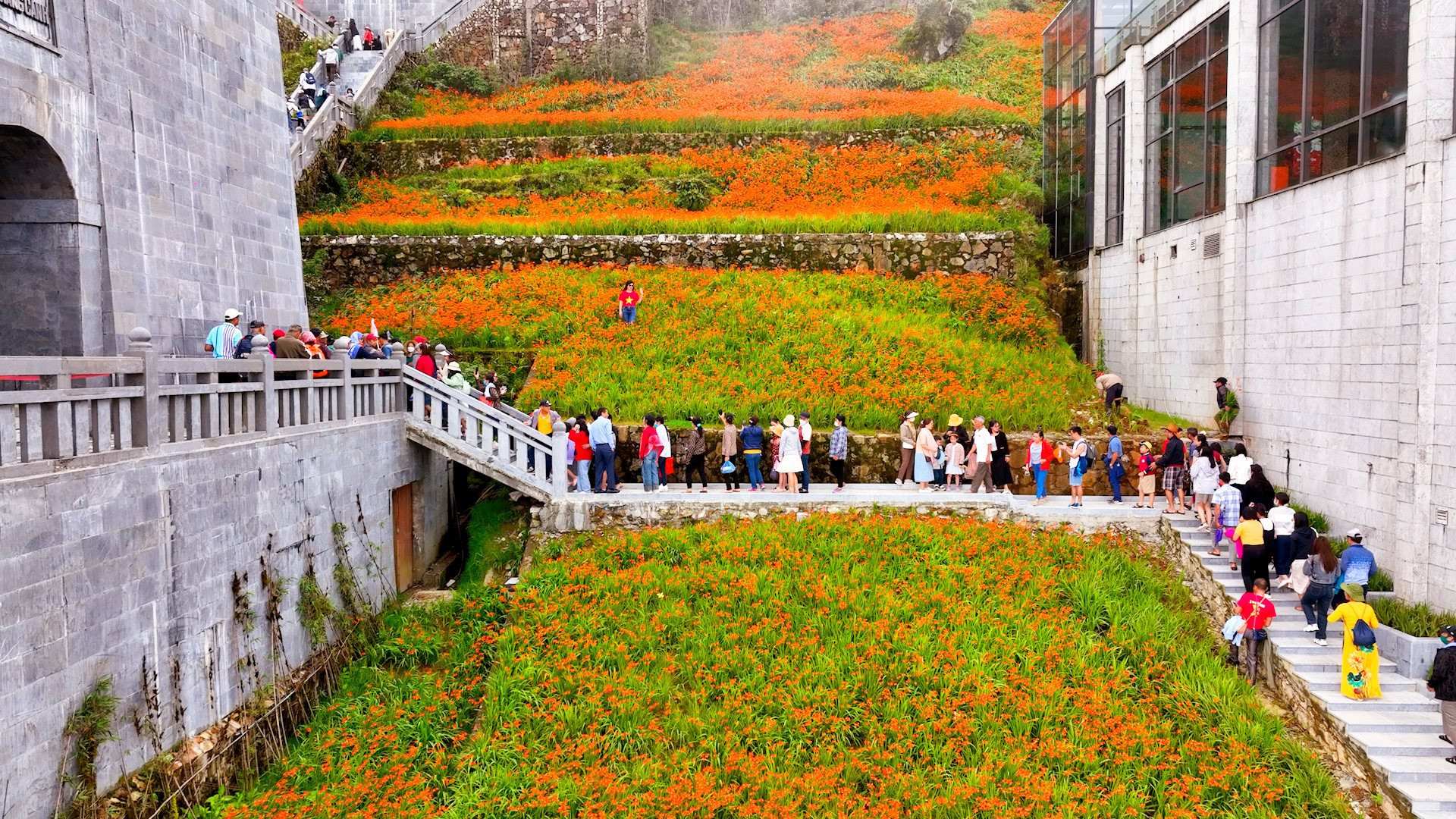 Du khách thích thú với 'ruộng bậc thang' màu đỏ cam trên đỉnh thiêng Fansipan