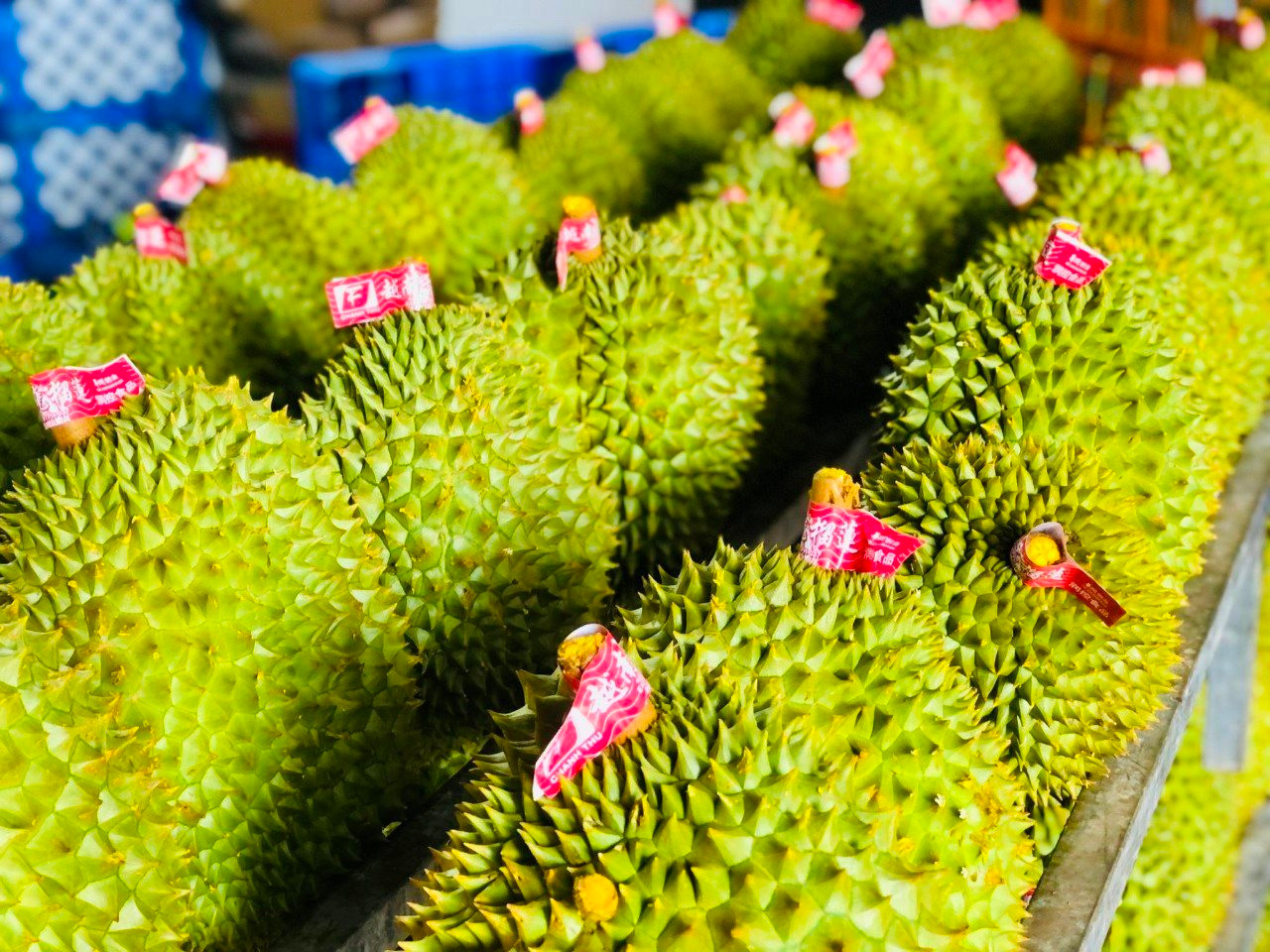Hoàn thiện chính sách pháp luật xây dựng thương hiệu nông sản Việt Nam 