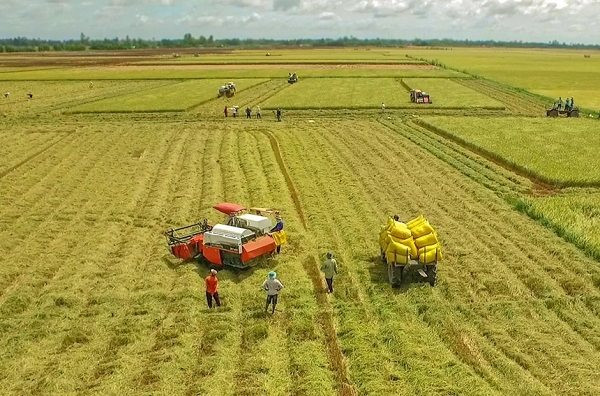 Lãi suất rất thấp nếu vay vốn sản xuất lúa gạo chất lượng cao 
