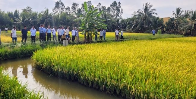 anh-4-mo-hinh-trong-lua-tren-dat-nuoi-tom-o-huyen-hong-dan-tinh-bac-lieu-mang-lai-hieu-qua-nang-suat-cao..jpg