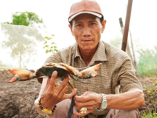 Trên cùng diện tích nuôi, người dân có thể nuôi xen canh cua biển để tăng thu nhập