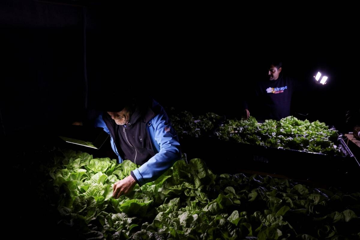 146915_web1_2025-chile-fog-lettuce-reuters_1.jpg