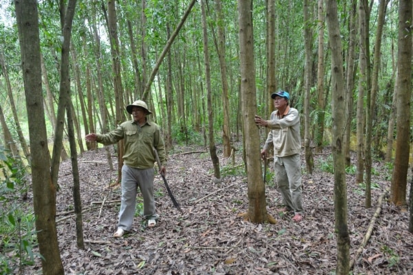 Cà Mau: Tiềm năng bán tín chỉ carbon từ tài nguyên rừng 