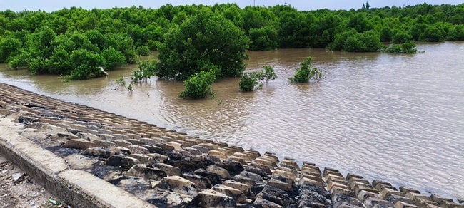 Đê biển 1
