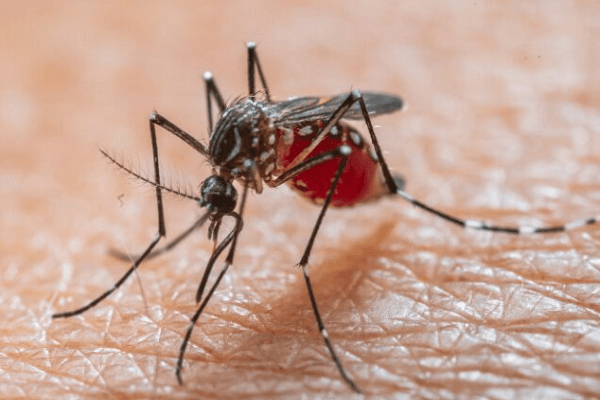 TP.HCM: 'Mỗi người dân là 'lá chắn' ứng phó bệnh Chikungunya' 