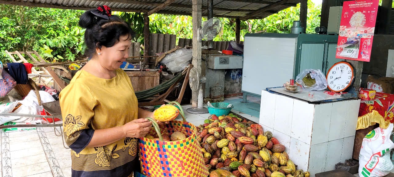 ca cao thu mua