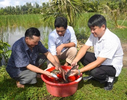 Cá đồng