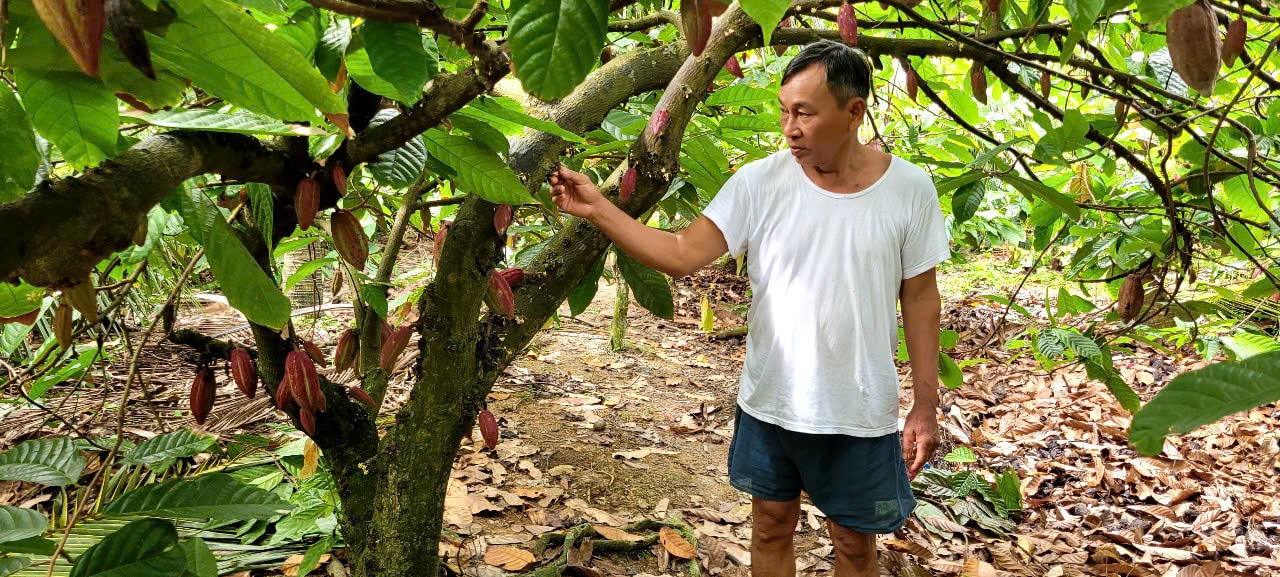 cây ca cao de trong