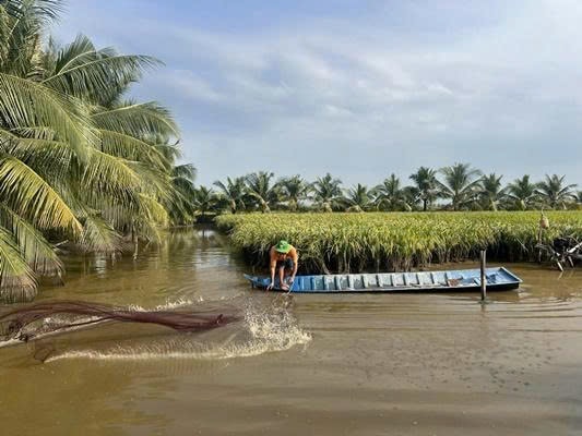 Mô hình lúa tôm ở Cà Mau - Ảnh Trần Khải