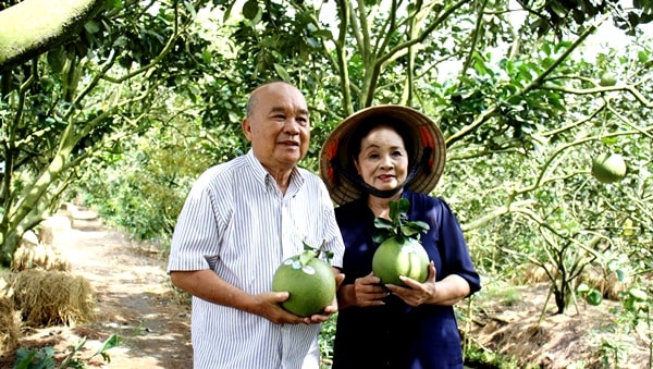 An Giang: Trồng bưởi da xanh theo công nghệ cao