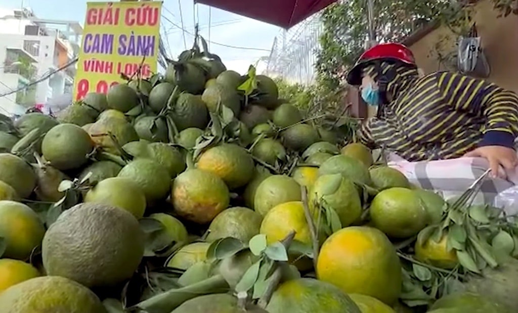 cam sành giải cứu