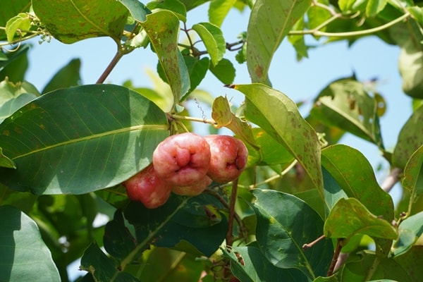 Mận 4