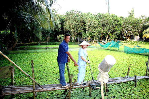Vợ chồng ông Tấn đang kiểm tra ốc tại vèo - Ảnh: Tô Văn