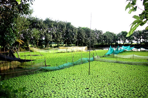 8 ốc