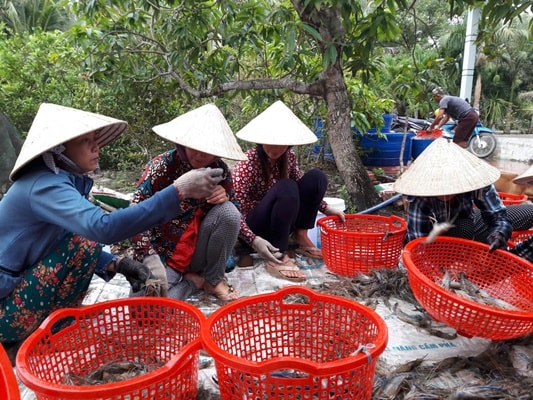 Tôm càng 1