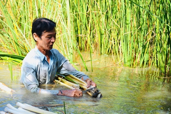 Bồn bồn – từ loài cây hoang dại đến mô hình sinh kế bền vững của nông ...