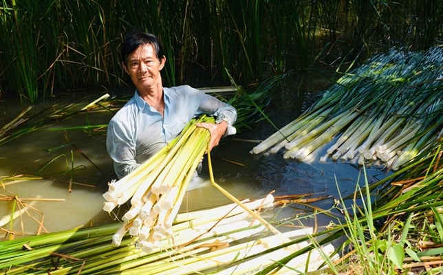 bồn bồn.