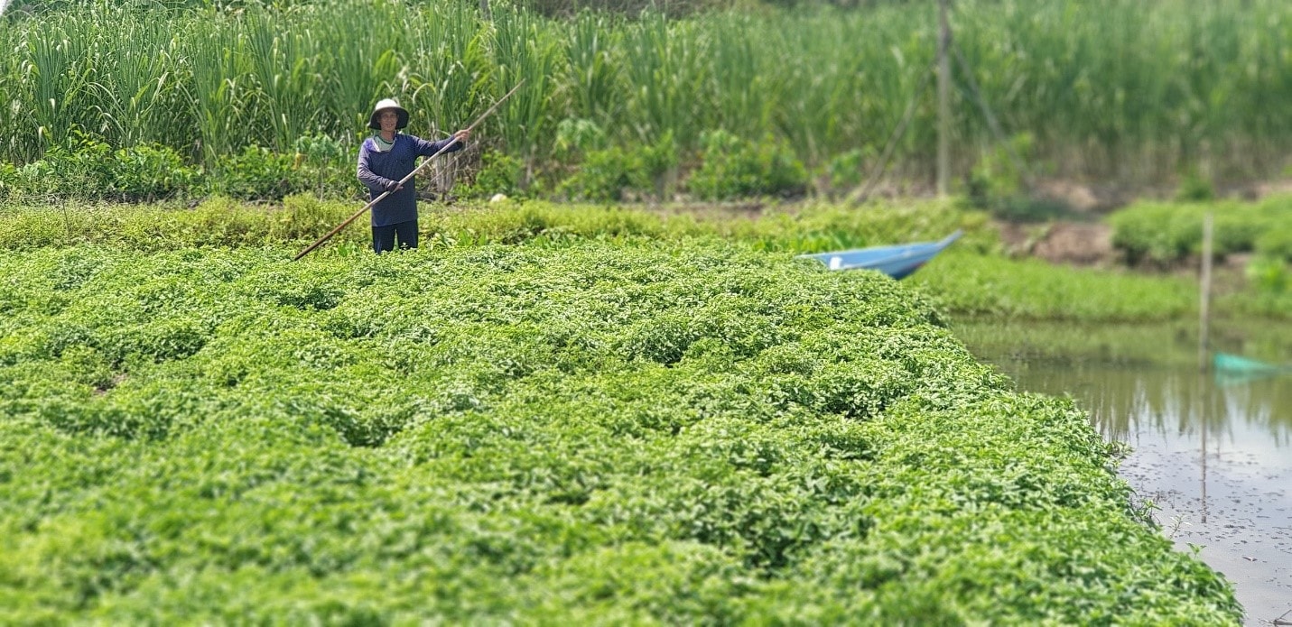 Tại Châu Á nói chung và Việt Nam nói riêng, các loại thảo mộc tự nhiên rất dồi dào để phát triển các thức uống tốt cho sức khỏe. Trong hình là người dân đang chăm sóc vườn Sương sáo (Tiên thảo), một trong 9 loại thảo mộc chiết xuất nên Trà Thanh Nhiệt Dr Thanh.