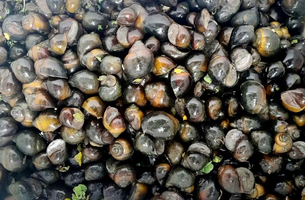 Hiện tại, ốc cân xô 1.200 – 1.500 đồng/kg - Ảnh: Tô Văn