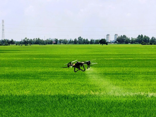 Ứng dụng công nghệ bay không người lái (drone) trong quản lý và phun chế phẩm sinh học giúp tiết kiệm chi phí, bảo vệ môi trường - Ảnh: Tô Văn