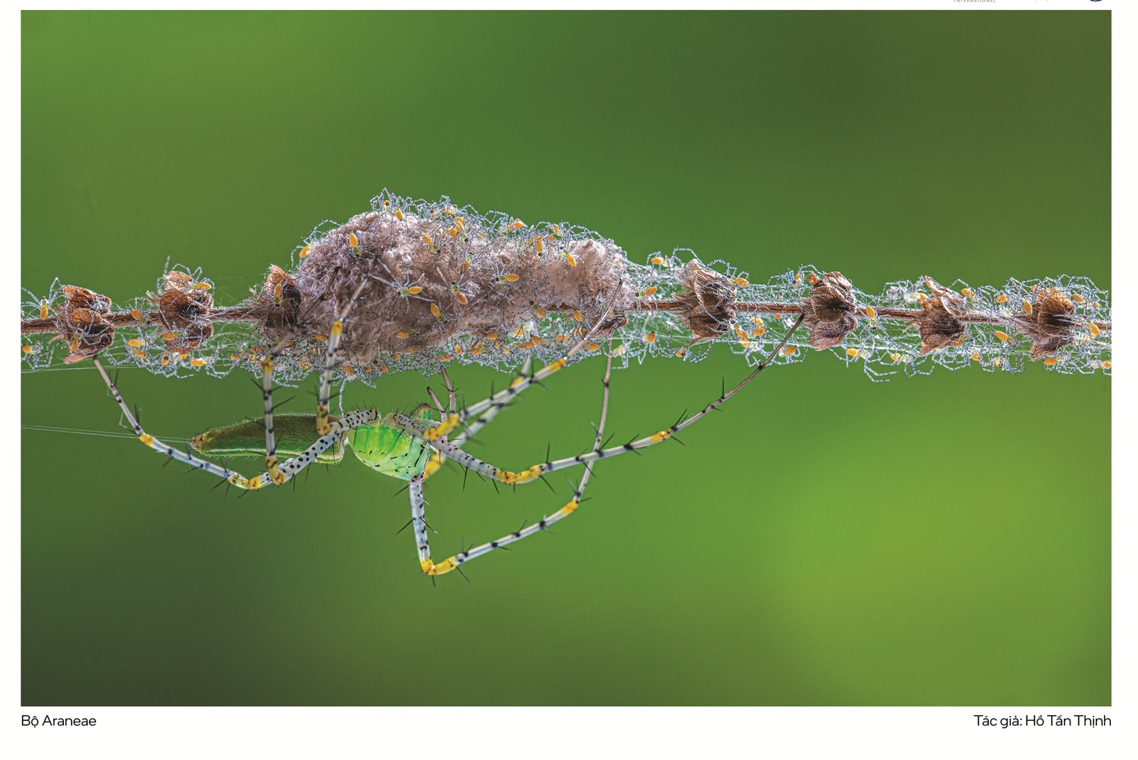 Giải Nhất Thể Loại Macro