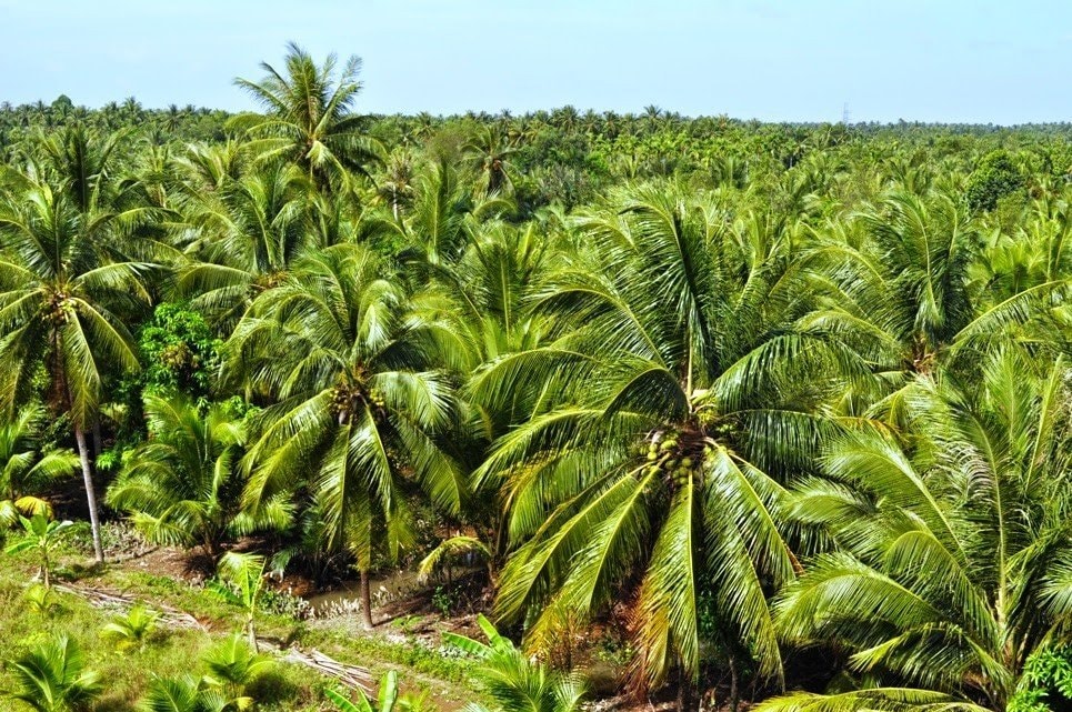 dừa 1