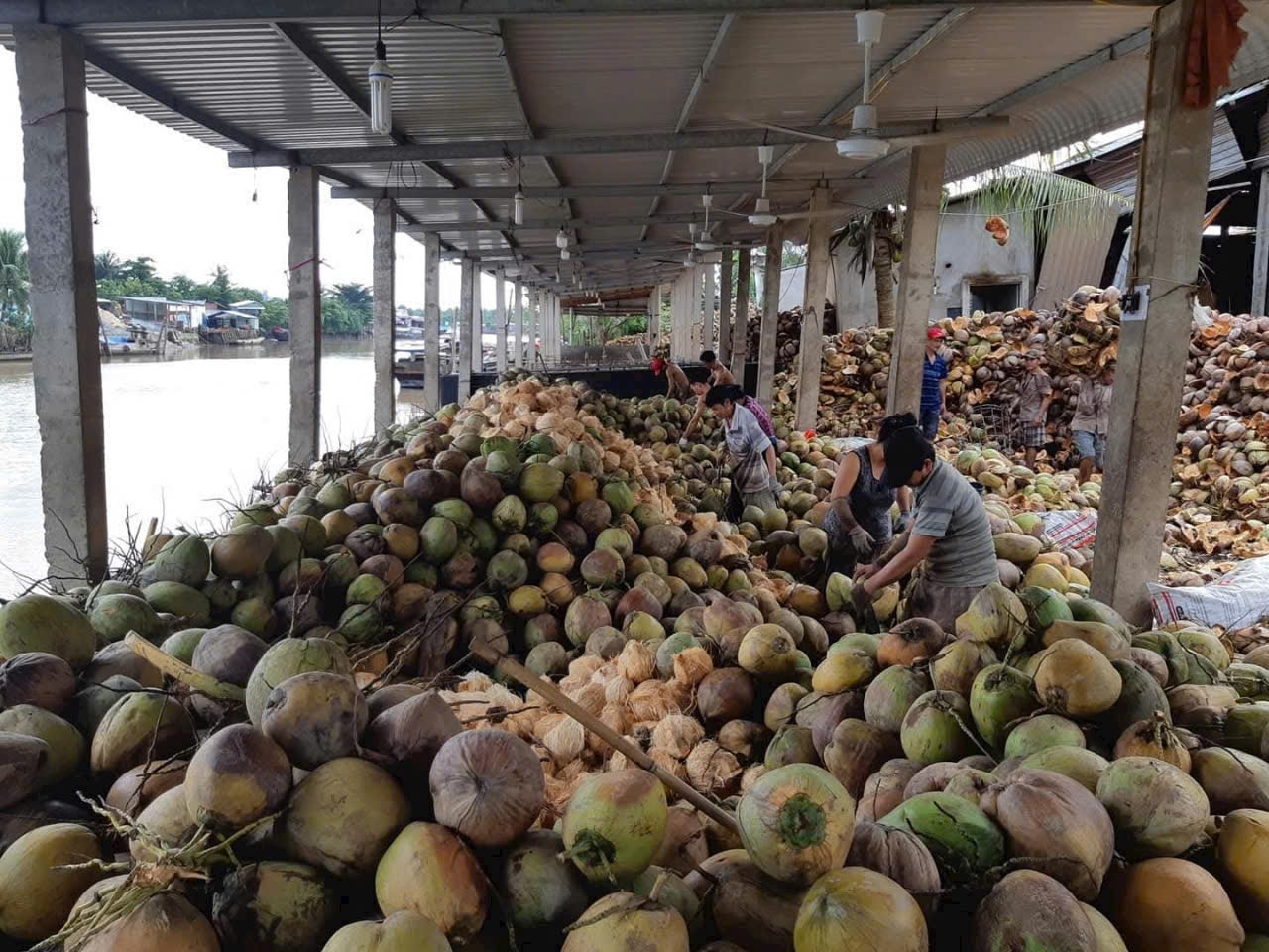 Một điểm thu mua, chế biến dừa ở Vĩnh Long - Ảnh: T.L