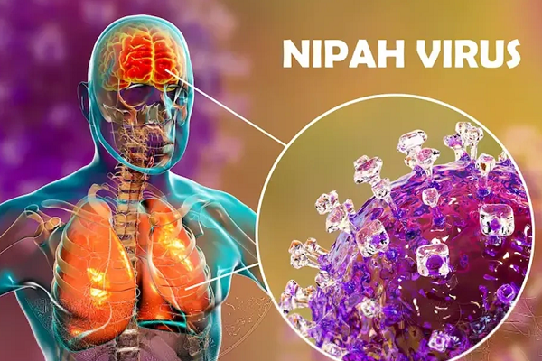 Vi rút Nipah đe dọa vào Việt Nam: TP.HCM kích hoạt kịch bản trực chiến