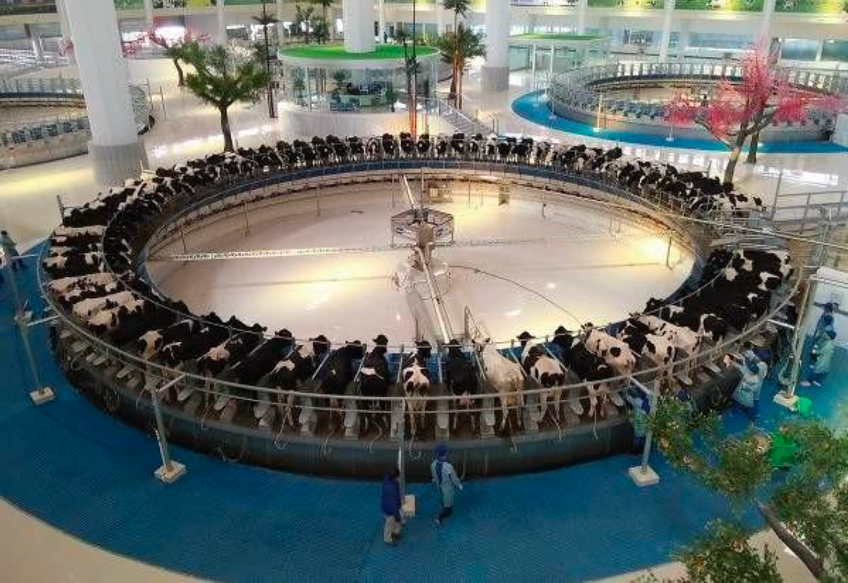 Tái chế phân chuồng: Minze mang giải pháp 'tỉ đô' đến SBV2026