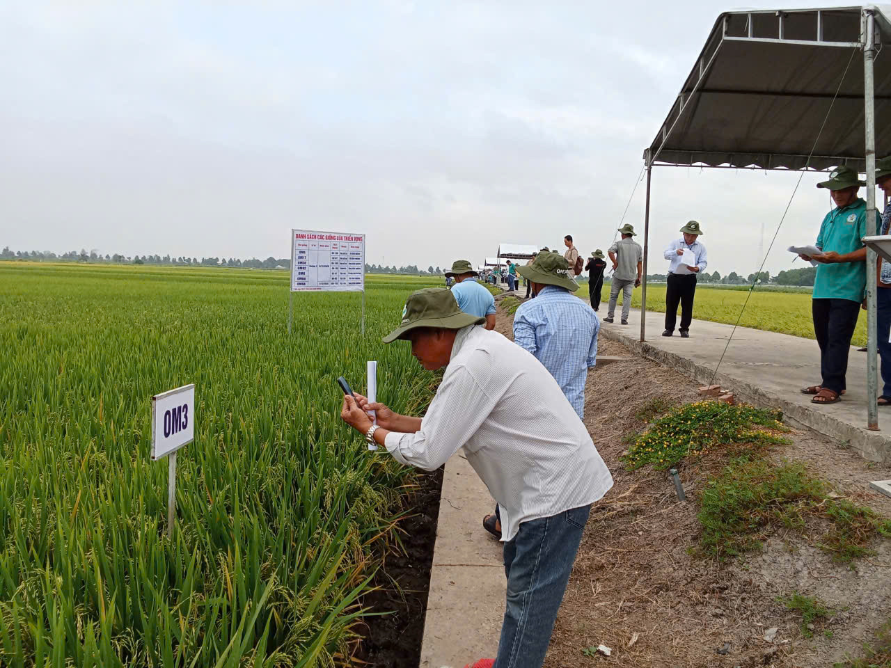 Nông dân tham quan cánh đồng lúa chất lượng cao ở Viện lúa ĐBSCL - Ảnh: V.K.K