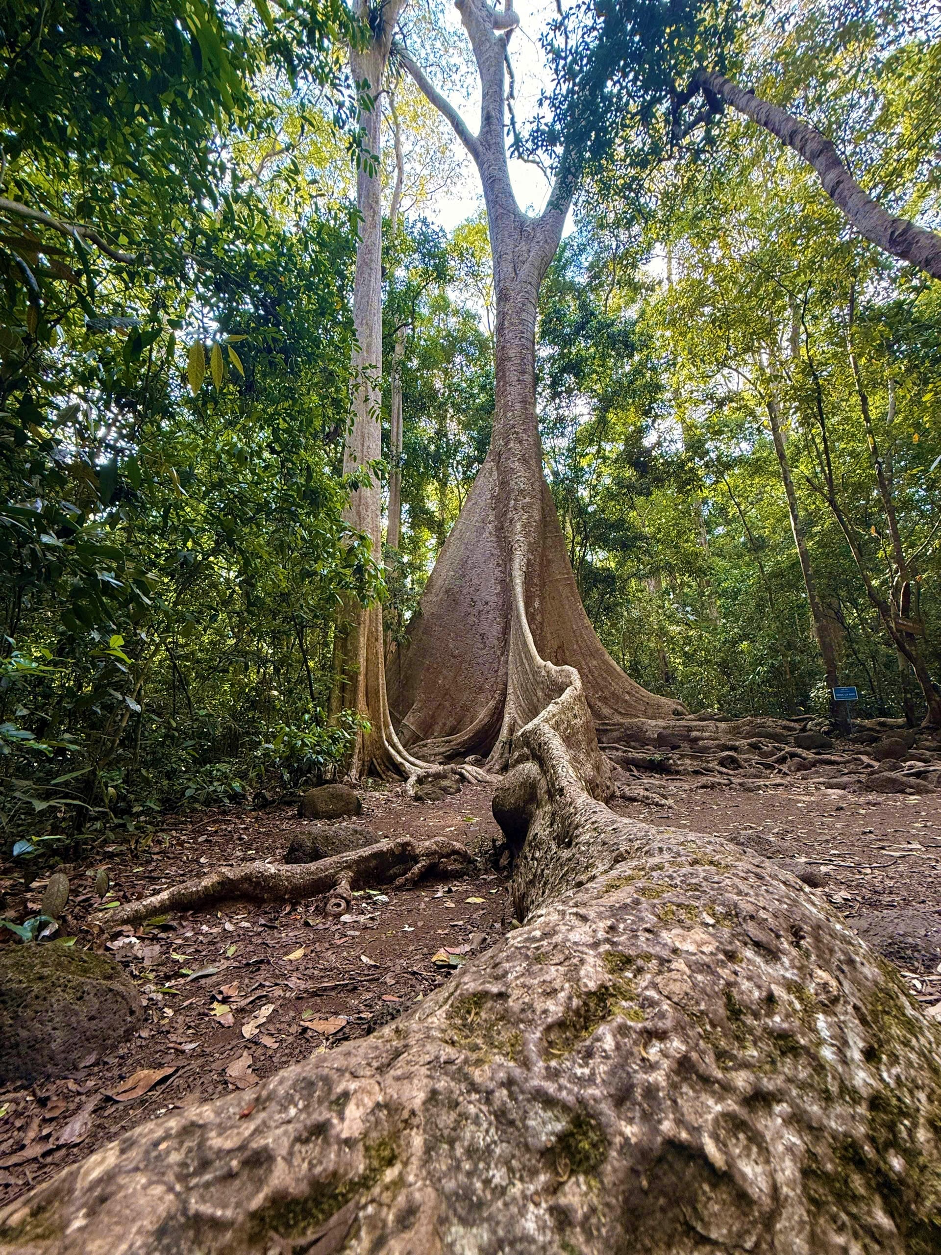 Tên gọi cụ 