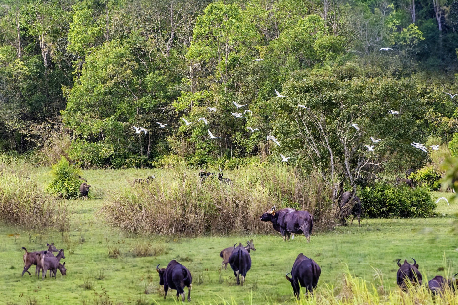 Vườn quốc gia Cát Tiên là nơi sinh sống của nhiều loài động vật quý hiếm- Ảnh: Văn Hợp